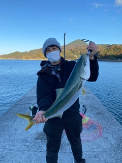 ハマチの釣果