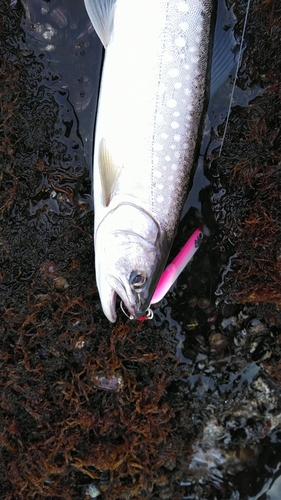 アメマスの釣果