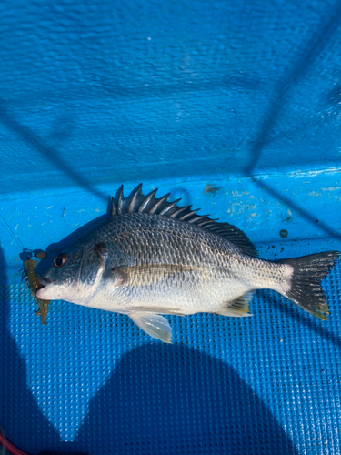 キビレの釣果