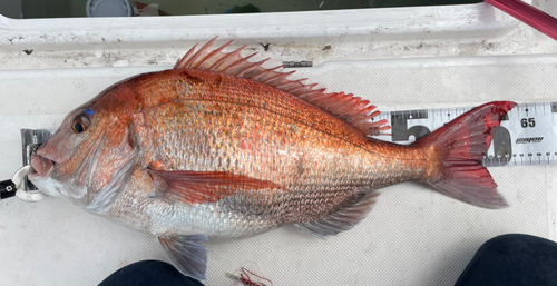 マダイの釣果