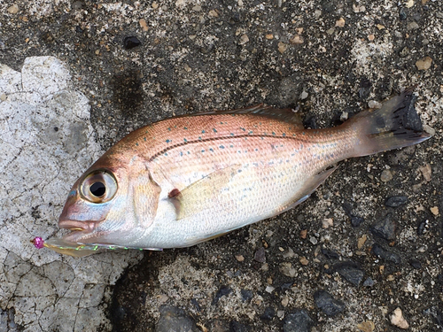 チャリコの釣果