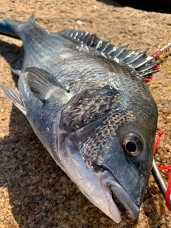 クロダイの釣果