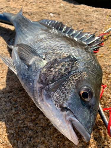 クロダイの釣果