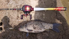 マブナの釣果