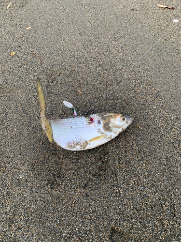 コノシロの釣果