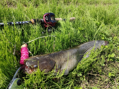 ナマズの釣果