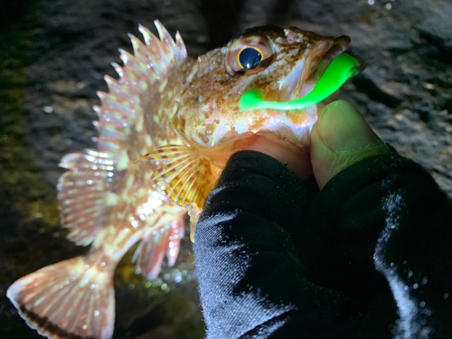 カサゴの釣果