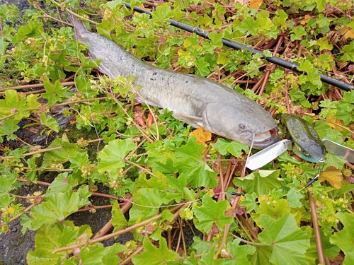 ナマズの釣果