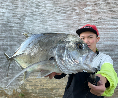 ロウニンアジの釣果