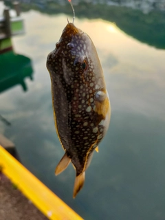 ショウサイフグの釣果