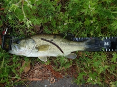 ブラックバスの釣果