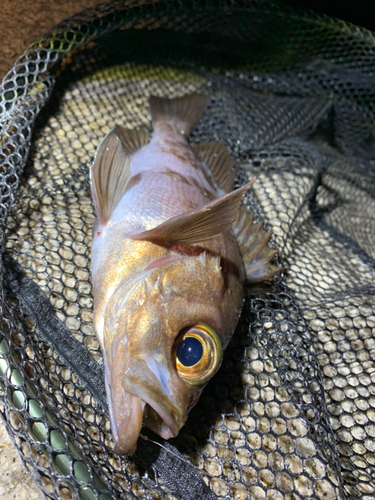 シロメバルの釣果