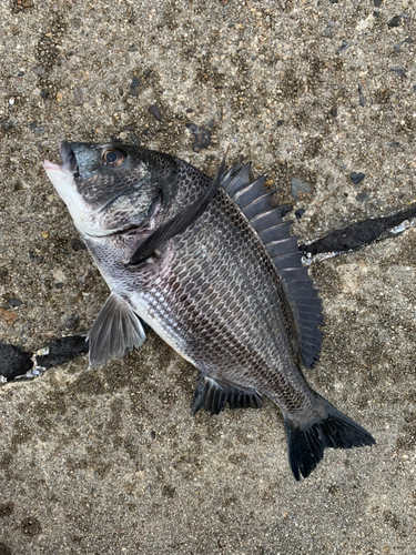 チヌの釣果