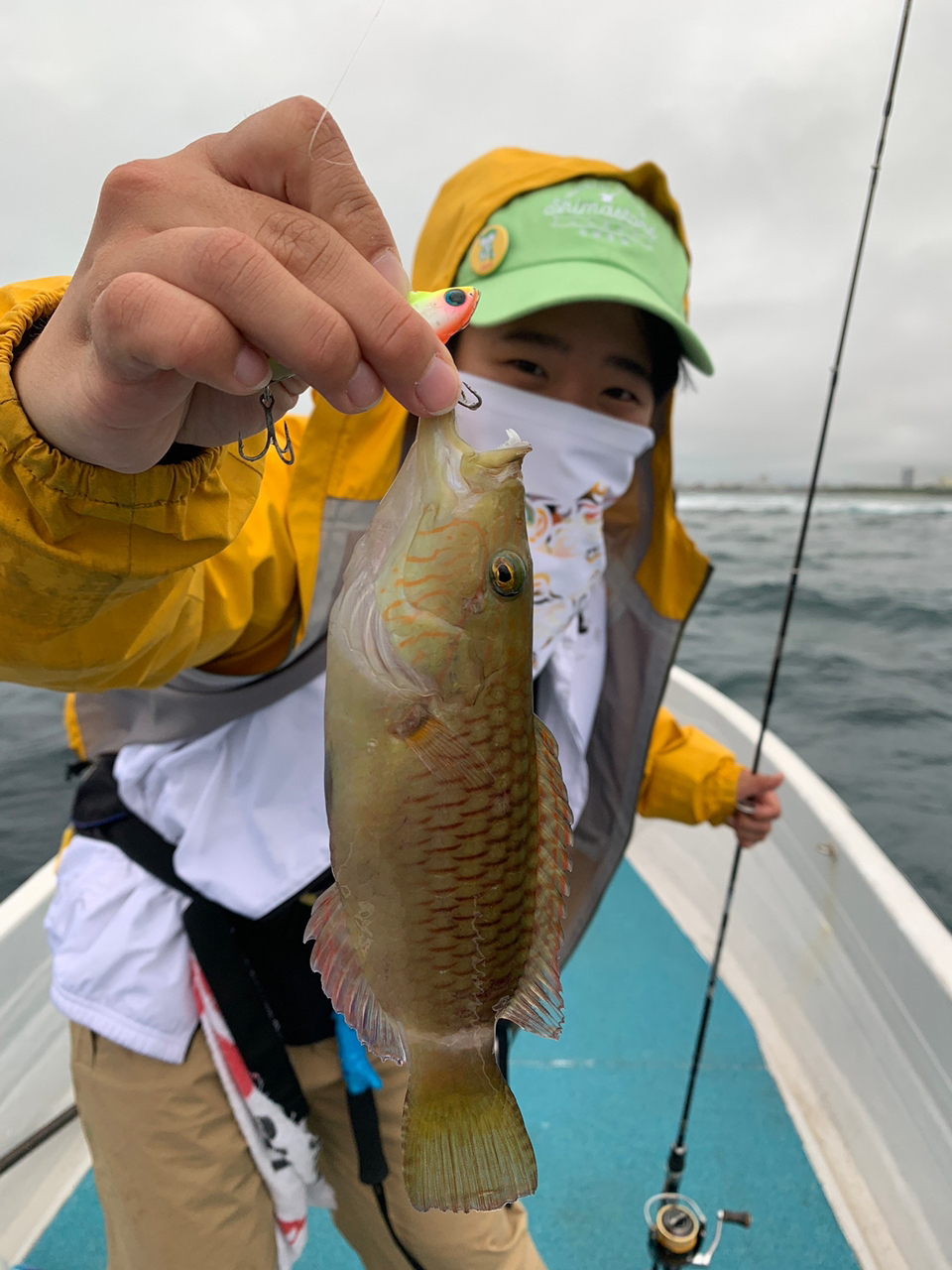 西表島で釣れたベラの釣り・釣果情報 - アングラーズ