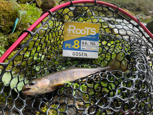 イワナの釣果