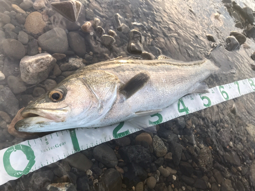 シーバスの釣果