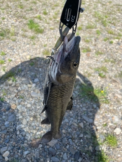 ニゴイの釣果