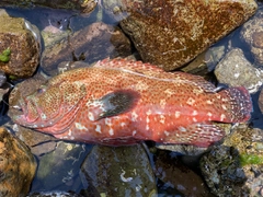 アザハタの釣果