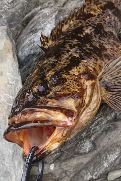 ベッコウゾイの釣果