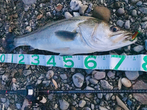 シーバスの釣果