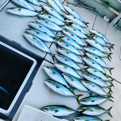 ハマチの釣果