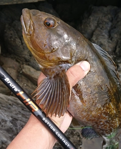 アイナメの釣果