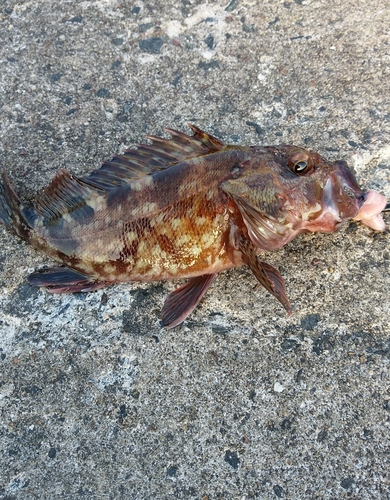 カサゴの釣果