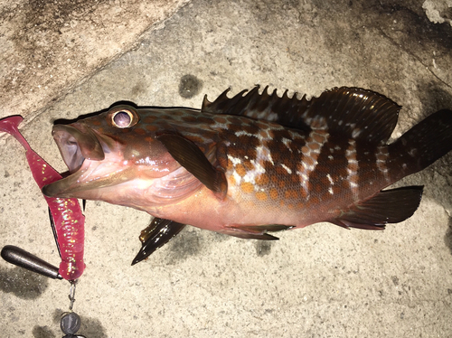 アコウの釣果