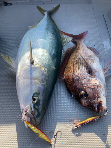 ブリの釣果