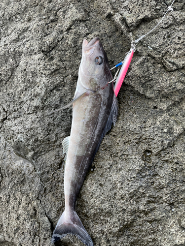 ホッケの釣果