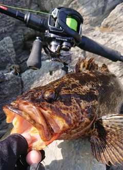 ベッコウゾイの釣果