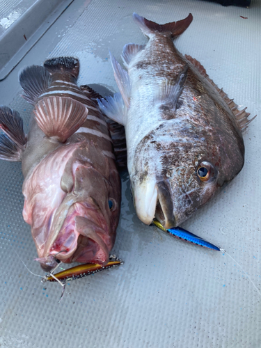 マハタの釣果