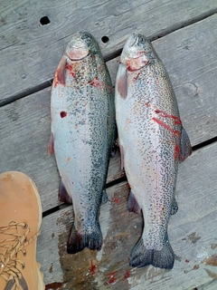 サクラマスの釣果