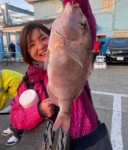 マダイの釣果