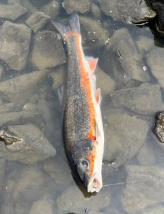 マルタウグイの釣果