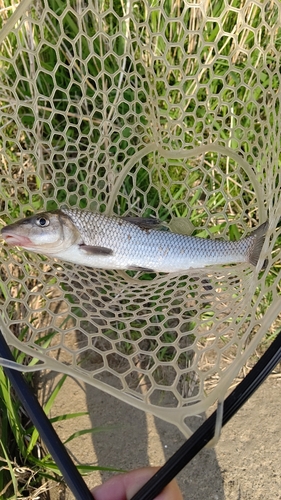 ニゴイの釣果