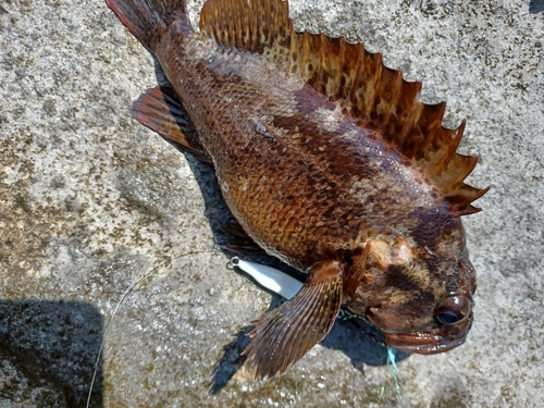 ムラソイの釣果