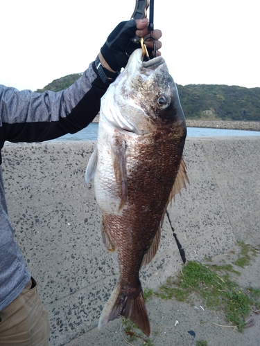 マダイの釣果