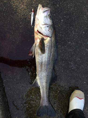 スズキの釣果