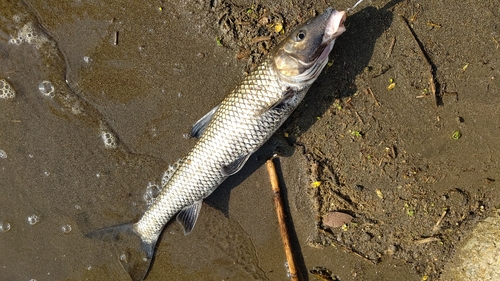 ニゴイの釣果