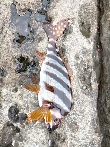 タカノハダイの釣果