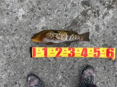 アイナメの釣果