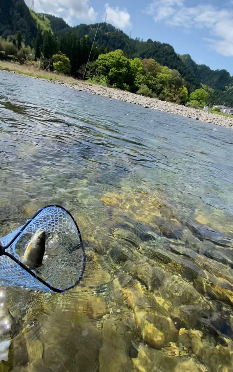 KAZUKI FUNATO さんの 2022年04月22日のアマゴの釣り・釣果情報(岐阜県