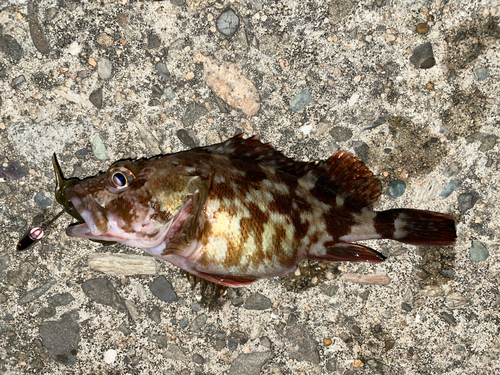 カサゴの釣果