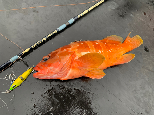 アカハタの釣果