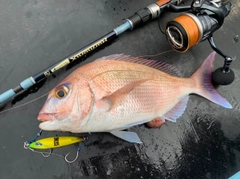 タイの釣果