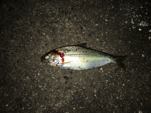 コノシロの釣果