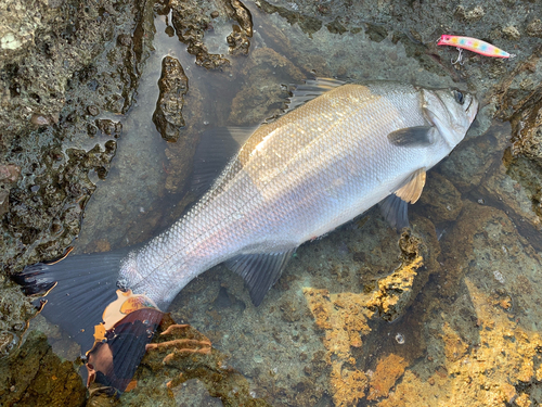 ヒラスズキの釣果