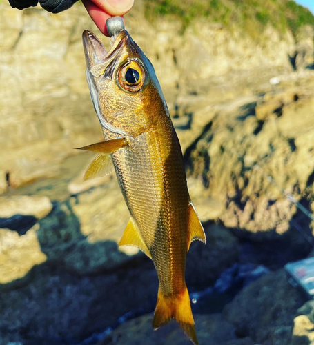 イシモチの釣果