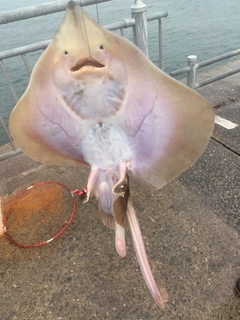 コモンカスベの釣果